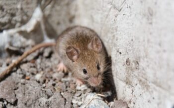 Mouse coming out of a hole in a Memphis TN house