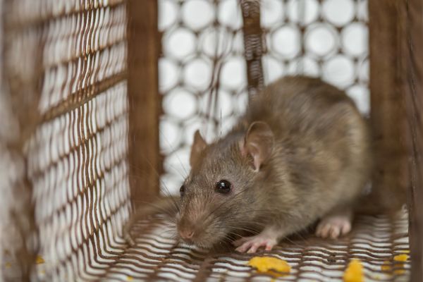 Rodent Treatment by Allied Termite & Pest Control