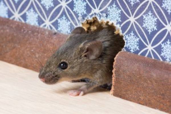 Rodent Exclusion and Prevention by Allied Termite & Pest Control