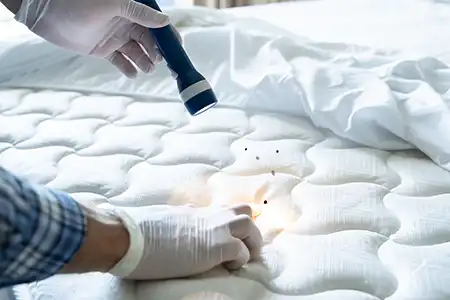 Pest control technician shining a light on a cluster of bed bugs on a mattress - Allied Pest Control in Memphis TN