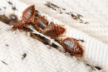 Cluster of bed bugs in the crevasse of a mattress - Allied Pest Control in Memphis TN