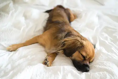 A dog in the sheets of a bed - Allied Pest Control in Memphis TN