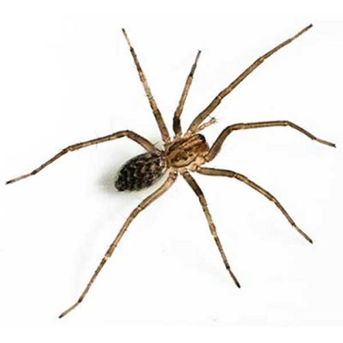 Giant House Spider Identification & Info | Allied Pest Control