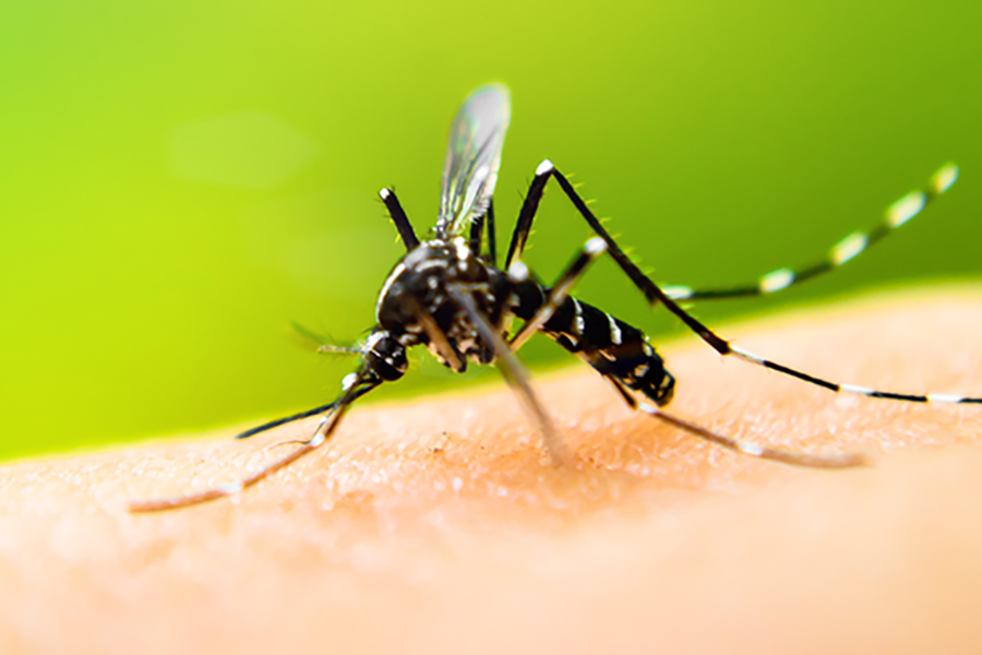 Mosquito Identification in Cordova, TN |  Allied Termite & Pest Control