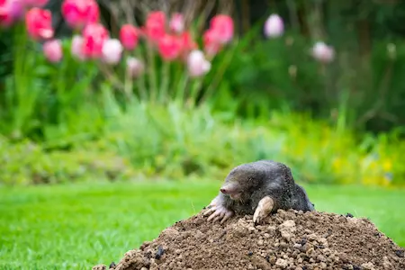 Moles  vs Voles in your area