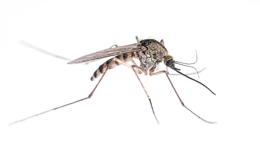 What do mosquitoes look like in Cordova, TN |  Allied Termite & Pest Control