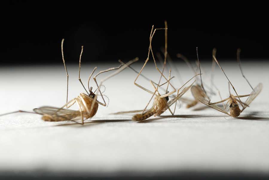 What is the lifespan of a mosquito in Cordova, TN |  Allied Termite & Pest Control