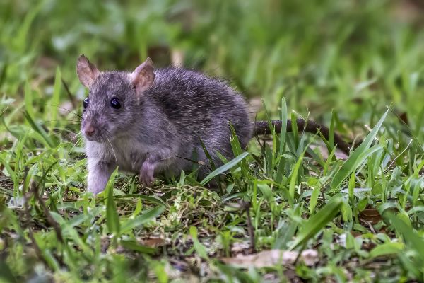 How to keep rats out of your yard; Allied Termite & Pest Control